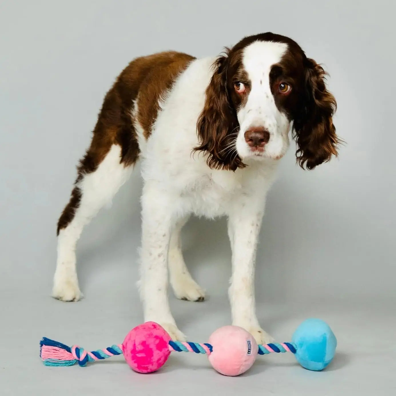 Tug Buttons Dog Toy