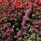 Tantus® Bishop Butt Plug - Rolik®