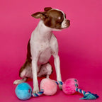 Tug Buttons Dog Toy - Rolik®